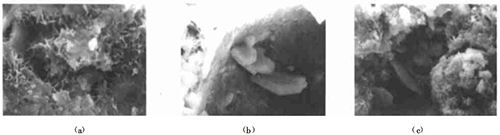 2̖��Ʒ��525#�չ�ˮ��+ĥ���V�ۣ���SEM����